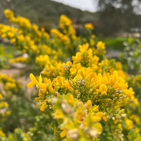 Les Jardins Sta Giulia Avec Piscine 호텔 포르토베쉬오