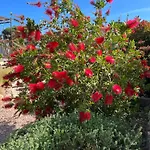 Les Jardins Sta Giulia Avec Piscine Porto-Vecchio (Corsica)