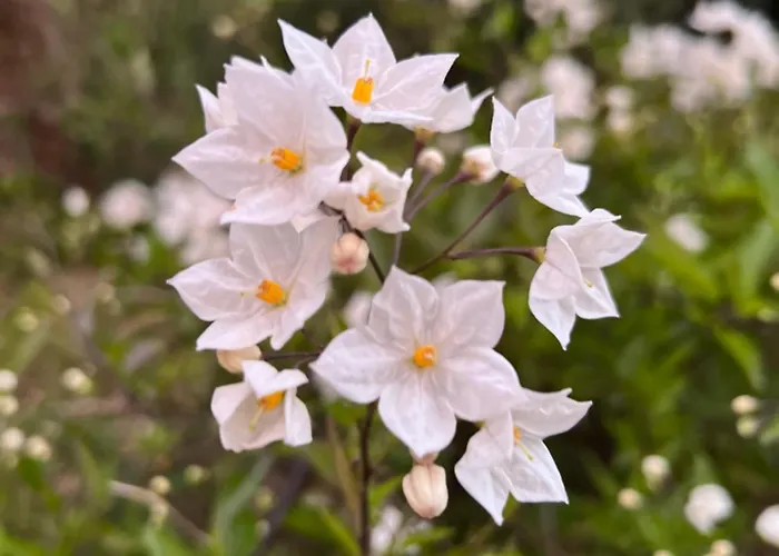 Hotel Les Jardins Sta Giulia Avec Piscine *